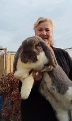 Raszuivere Franse hangoor konijnen, Dieren en Toebehoren, Konijnen, Meerdere dieren, Groot, Hangoor