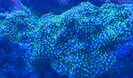 MONTIPORA AUSTRALIËNSIS, Dieren en Toebehoren, Ophalen, Plant(en), Steen of Hout