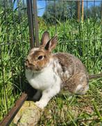 Cassis zoekt een huisje! (voedster gevaccineerd), Dieren en Toebehoren, Vrouwelijk, Klein, 3 tot 5 jaar