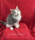 maine coon kittens met stamboom, Meerdere dieren, Gechipt, 0 tot 2 jaar