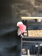 Tamme rosé kaketoe pop, Dieren en Toebehoren, Vrouwelijk, Papegaai, Geringd