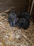 Zilveragouti cavia beer, Dieren en Toebehoren, Augustus, Mannelijk, Cavia