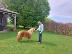 Prachtige mini pony, Dieren en Toebehoren, Merrie, Niet van toepassing, A pony (tot 1.17m), 3 tot 6 jaar