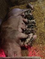 Pitrain big biggen varken varkens mest biggen, Dieren en Toebehoren, Schapen, Geiten en Varkens, Mannelijk, Schaap