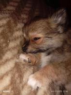 Langharige pomchi pups, Dieren en Toebehoren, Honden | Poolhonden, Keeshonden en Oertypen, 8 tot 15 weken, CDV (hondenziekte)