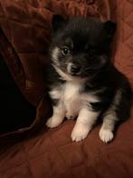 Aller liefste en mooiste husky pomeriaan pup! Raszuiver!, Rabiës (hondsdolheid), 8 tot 15 weken, Meerdere, Nederland