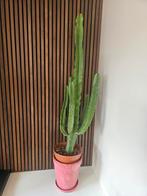Grote Euphorbia cactus +- 150cm, Huis en Inrichting, Kamerplanten, Ophalen of Verzenden, Cactus, Volle zon