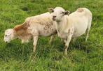 Jonge maasduinen rammen, Dieren en Toebehoren, Schapen, Geiten en Varkens, Mannelijk, Schaap, 0 tot 2 jaar