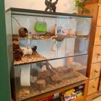 Groot glazen terrarium/rattenhok/gerbilarium compleet, 90 cm of meer, Overige typen, Rat, Gebruikt