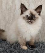 Siberische poesje Neva Masquerade., Dieren en Toebehoren, Poes, Gechipt, 0 tot 2 jaar