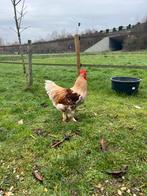 Lieve haan zoekt een gouden plekje, Dieren en Toebehoren, Mannelijk, Kip