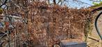 beukenbomen, Tuin en Terras, Overige soorten, Ophalen of Verzenden, 100 tot 250 cm