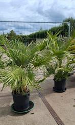 Chamerops humelis palm winterhard., 100 tot 250 cm, Zomer, Palmboom, Ophalen
