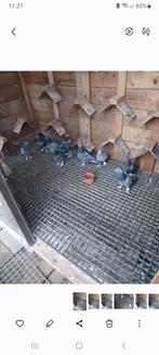 Takla kopil irak, Dieren en Toebehoren, Vogels | Duiven, Mannelijk