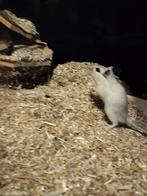 Mooi lieve gerbils, Dieren en Toebehoren, Knaagdieren, Meerdere dieren, Overige typen, Tam