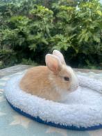 Baby dwergkonijntje man te reserveren, Dieren en Toebehoren, Konijnen, Mannelijk, Dwerg, 0 tot 2 jaar