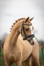 Knappe B pony, Merrie, Gechipt, Zadelmak, 3 tot 6 jaar