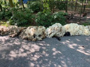 3 Ruwe vachten Walliser Schwartznase. Wit met beetje zwart. beschikbaar voor biedingen