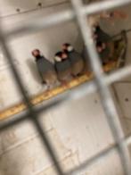 Rijstvogels, Dieren en Toebehoren, Vogels | Overige Vogels, Meerdere dieren