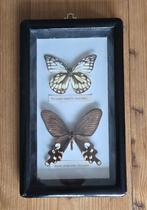 Taxidermie: oude houten lijst met 2 vlinders, Ophalen of Verzenden