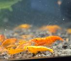 Orange sakura skunkist backline neocaridina garnalen, Kreeft, Krab of Garnaal, Zoetwatervis, Schoolvis