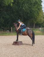 Allround Duitse rijpony merrie 1.41m 12 jaar, Dieren en Toebehoren, Merrie, B, Gechipt, 11 jaar of ouder