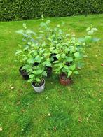 Kornoelje, Vaste plant, Halfschaduw, Zomer, Ophalen