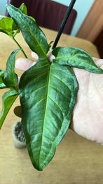 Syngonium Angustatum Little Star, Huis en Inrichting, Kamerplanten, Ophalen of Verzenden, Halfschaduw, Minder dan 100 cm