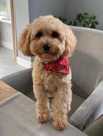 Dekreu gezocht, Cavapoo, Dieren en Toebehoren, Ophalen of Verzenden