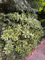 Gratis Groenblijvende Struik - Zelf Uithalen!, Tuin en Terras, Planten | Struiken en Hagen, Ophalen, Laurier, Struik, 100 tot 250 cm