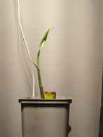 Suikerriet, Fruitplant, Ophalen of Verzenden, In pot, Minder dan 100 cm