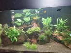 Hoek aquarium, Dieren en Toebehoren, Ophalen, Gebruikt, Gevuld zoetwateraquarium