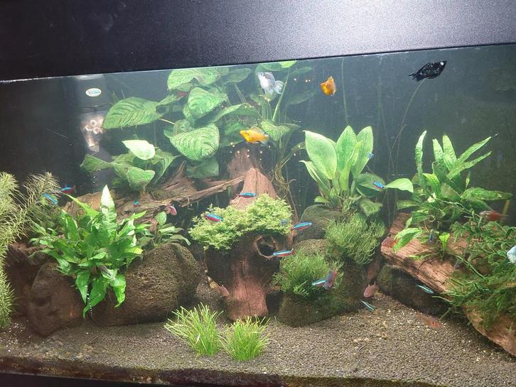 Hoek aquarium, Dieren en Toebehoren, Vissen | Aquaria en Toebehoren, Gebruikt, Gevuld zoetwateraquarium, Ophalen