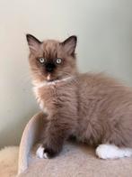 Ragdoll kitten poesje beschikbaar, Dieren en Toebehoren, Katten en Kittens | Raskatten | Langhaar, Poes, Gechipt, 0 tot 2 jaar