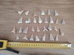 Verzameling fossiele haaientanden. fossiel megalodon tand, Verzamelen, Mineralen en Fossielen, Ophalen of Verzenden, Fossiel