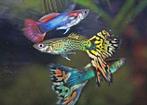 GUPPEN EN ALGENETERS VAN KLEIN TOT GROOT// HEEL VEEL UITZOEK, Dieren en Toebehoren, Vissen | Aquariumvissen, Vis, Zoetwatervis