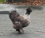 Zijdehoen haantjes, Dieren en Toebehoren, Mannelijk, Kip
