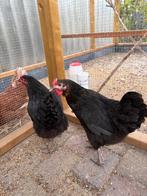 Zwarte legkippen, Dieren en Toebehoren, Pluimvee, Vrouwelijk, Kip
