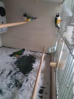gouldamadines, Dieren en Toebehoren, Vogels | Overige Vogels, Mannelijk, Tropenvogel, Geringd