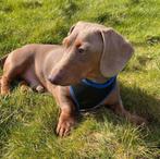 Dwerg teckel Dekreu Isabella  Gezondheidsgetest en Gekeurd, Dieren en Toebehoren, Honden | Teckels en Dashonden, Rabiës (hondsdolheid)