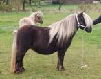 NIEUW ! Prachtige Zilverappel zwarte shetland merrie.., Dieren en Toebehoren, Merrie, A pony (tot 1.17m), 3 tot 6 jaar