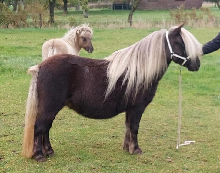 NIEUW ! Prachtige Zilverappel zwarte shetland merrie.., Dieren en Toebehoren, Pony's, Merrie, A pony (tot 1.17m), 3 tot 6 jaar