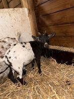 Dwergbokje, Dieren en Toebehoren, Mannelijk, Geit, 0 tot 2 jaar