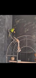 Groene Kakariki met kooi en toebehoren., Dieren en Toebehoren, Vogels | Parkieten en Papegaaien, Mannelijk, Parkiet