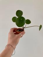 Pannenkoeken plant Pilea, Huis en Inrichting, Kamerplanten, Overige soorten, Minder dan 100 cm, Ophalen of Verzenden, Halfschaduw