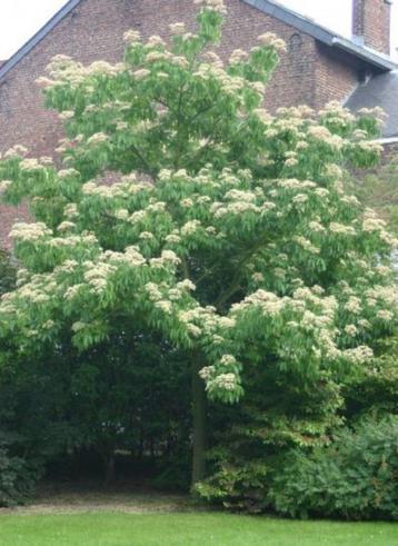Tetradium Daniellii-echte bijenboom-struik of boomvorm !! beschikbaar voor biedingen
