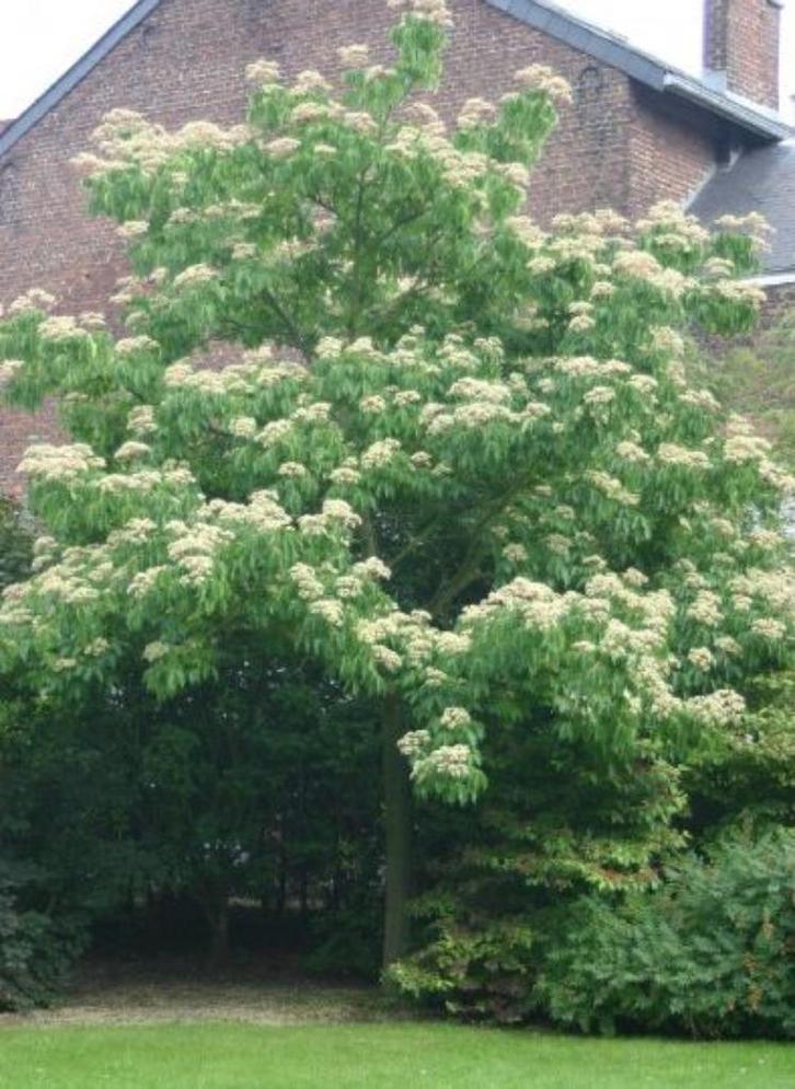 Tetradium Daniellii-echte bijenboom-struik of boomvorm !!, Tuin en Terras, Planten | Tuinplanten, Overige soorten, Halfschaduw