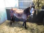 Een mooie  grote 2j welsh  sectie B pony., Dieren en Toebehoren, Gechipt, Dressuurpony, 0 tot 2 jaar, Hengst