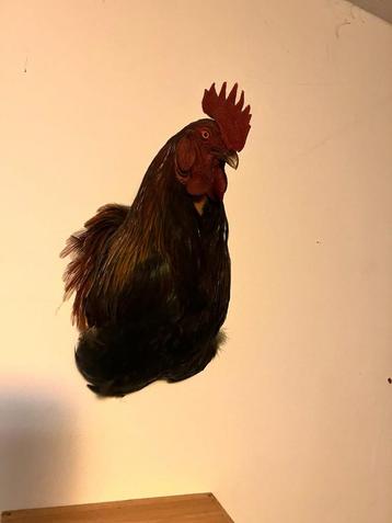 Opgezette Haan - Uniek Decoratiestuk voor de Liefhebber beschikbaar voor biedingen