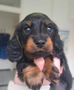 Dwerg langhaar Teckel pups, Dieren en Toebehoren, Honden | Teckels en Dashonden, Parvo, 8 tot 15 weken, Dwerg, Langhaar